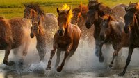 285 - WILD HORSES - LEUNG KWOK TUNG - macao <div